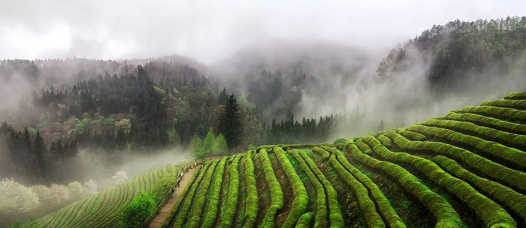 富硒茶能喝中毒吗