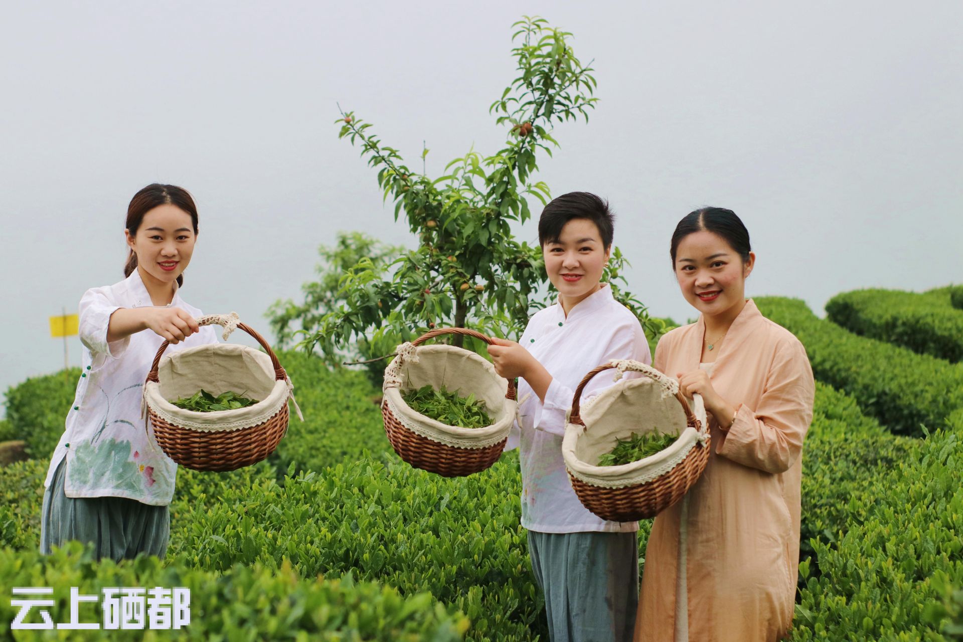 恩施富硒茶的泡法