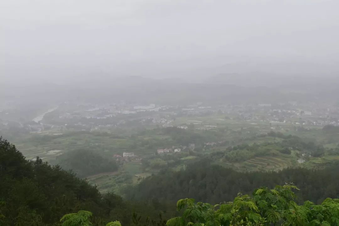 紫阳富硒茶半亩田