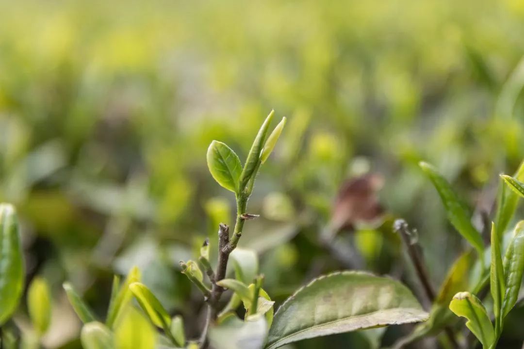 紫阳富硒茶和仙毫