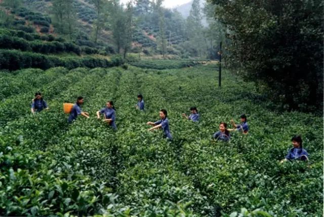 紫阳富硒茶和仙毫