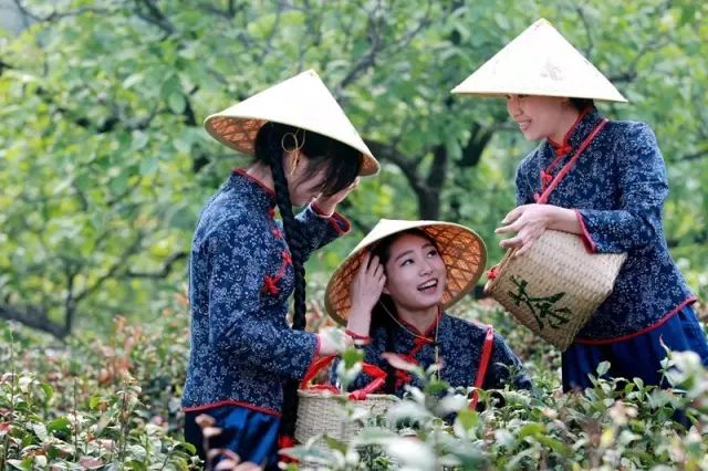 紫阳富硒茶和仙毫