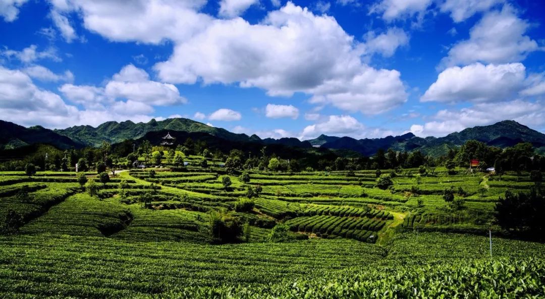 紫阳富硒茶和仙毫