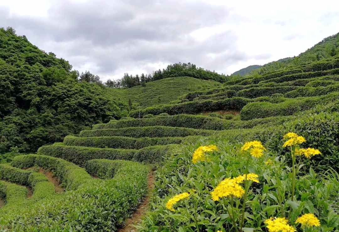 紫阳富硒茶和仙毫