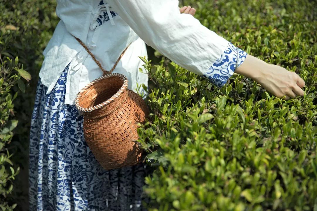 紫阳富硒茶和仙毫