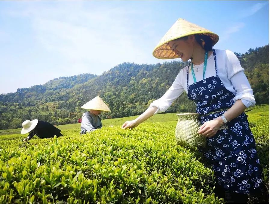 紫阳富硒茶和仙毫