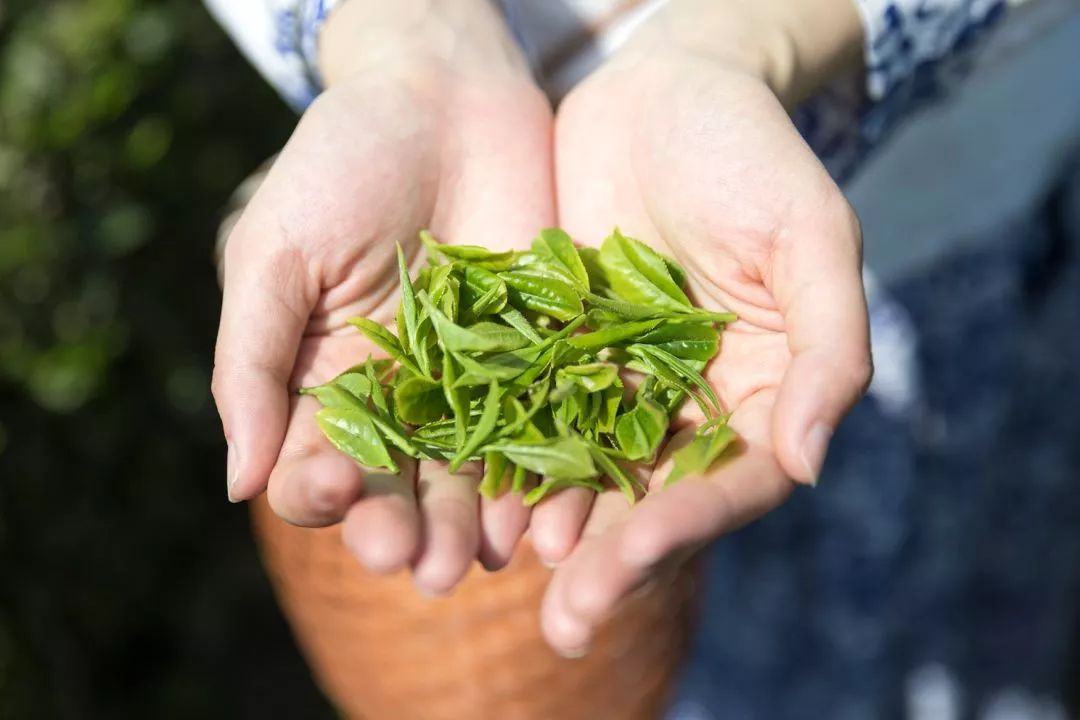 紫阳富硒茶和仙毫