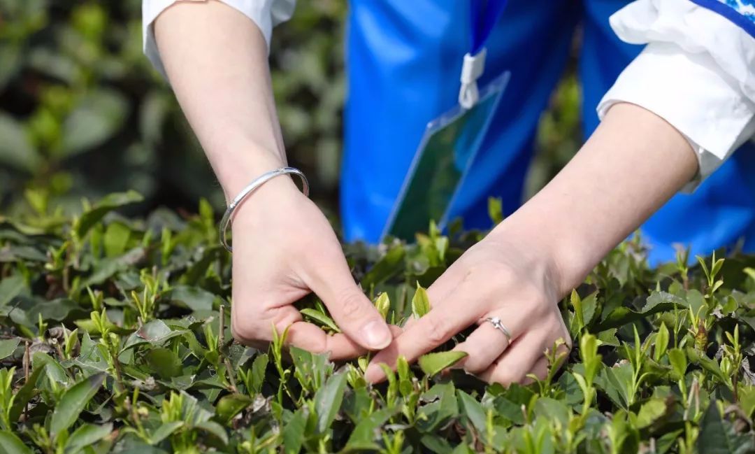 紫阳富硒茶和仙毫