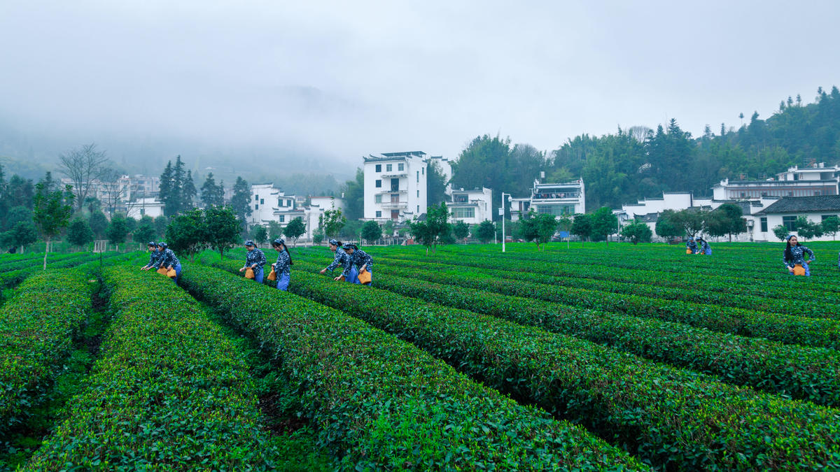 台湾富硒茶多少钱