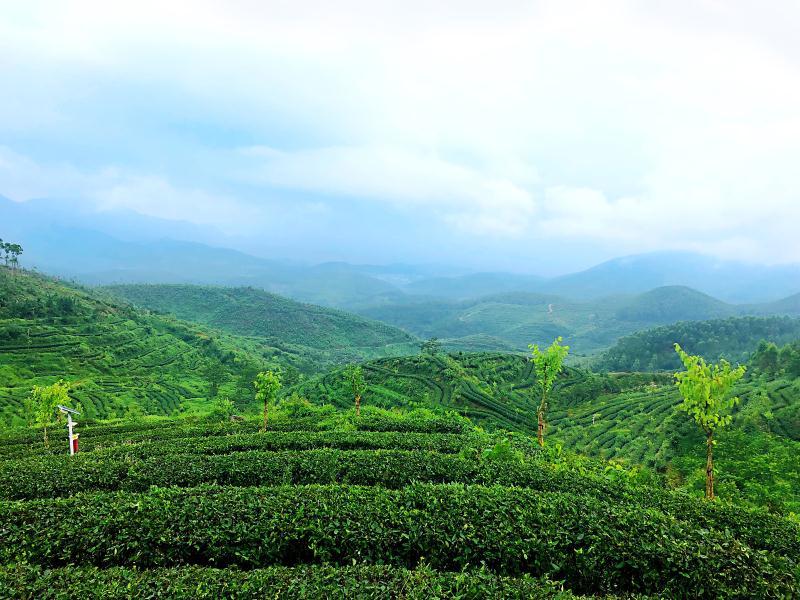 培新街紫阳富硒茶