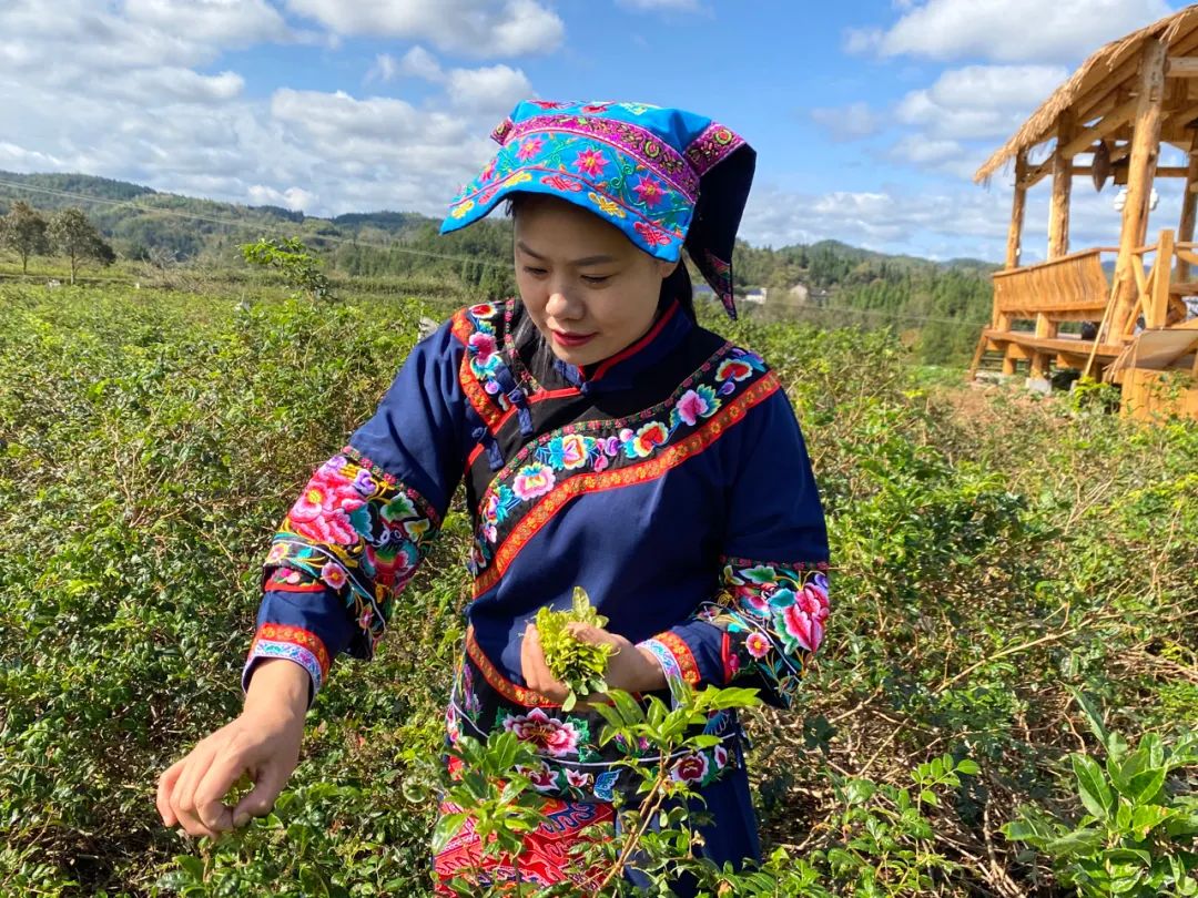 富硒黄金茶的泡法