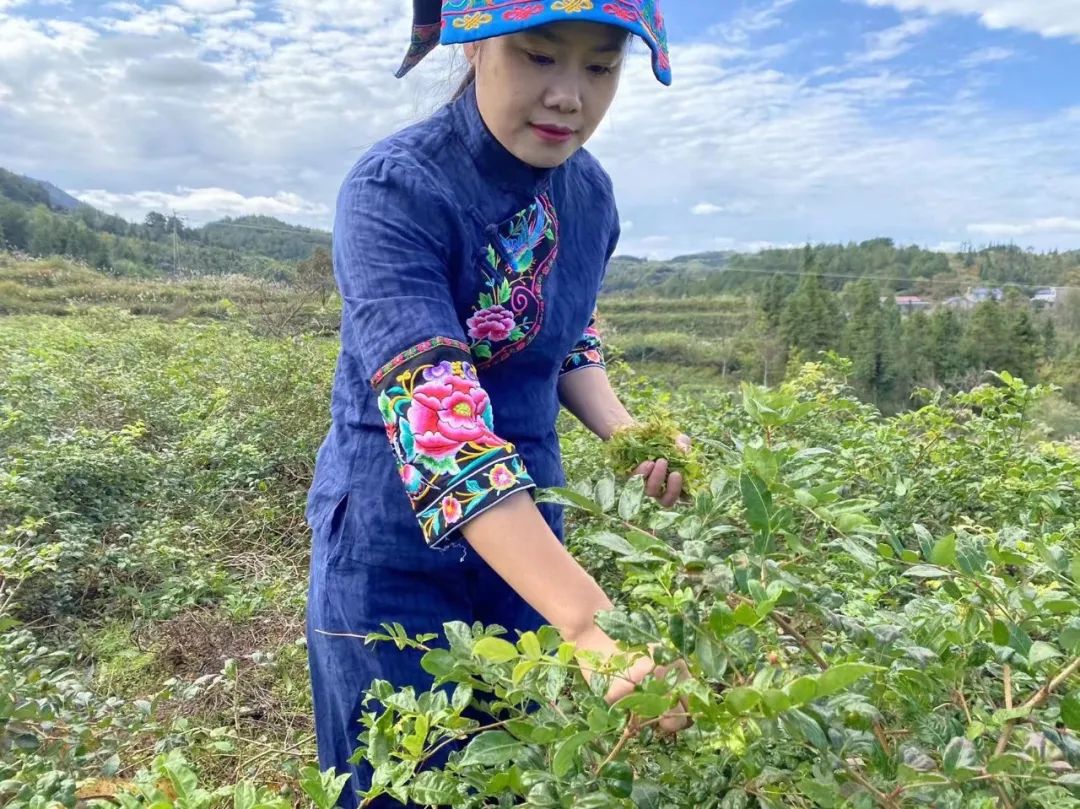 富硒黄金茶的泡法