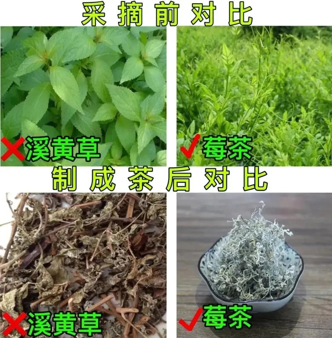 富硒黄金茶的泡法