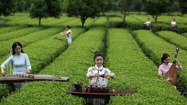 湖南富硒茶供应商