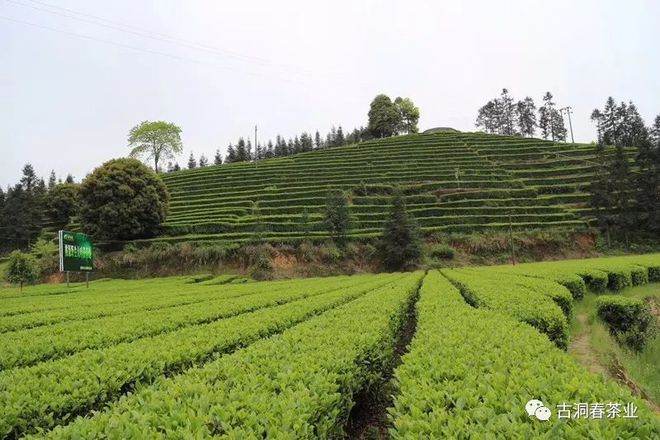 湖南富硒茶供应商