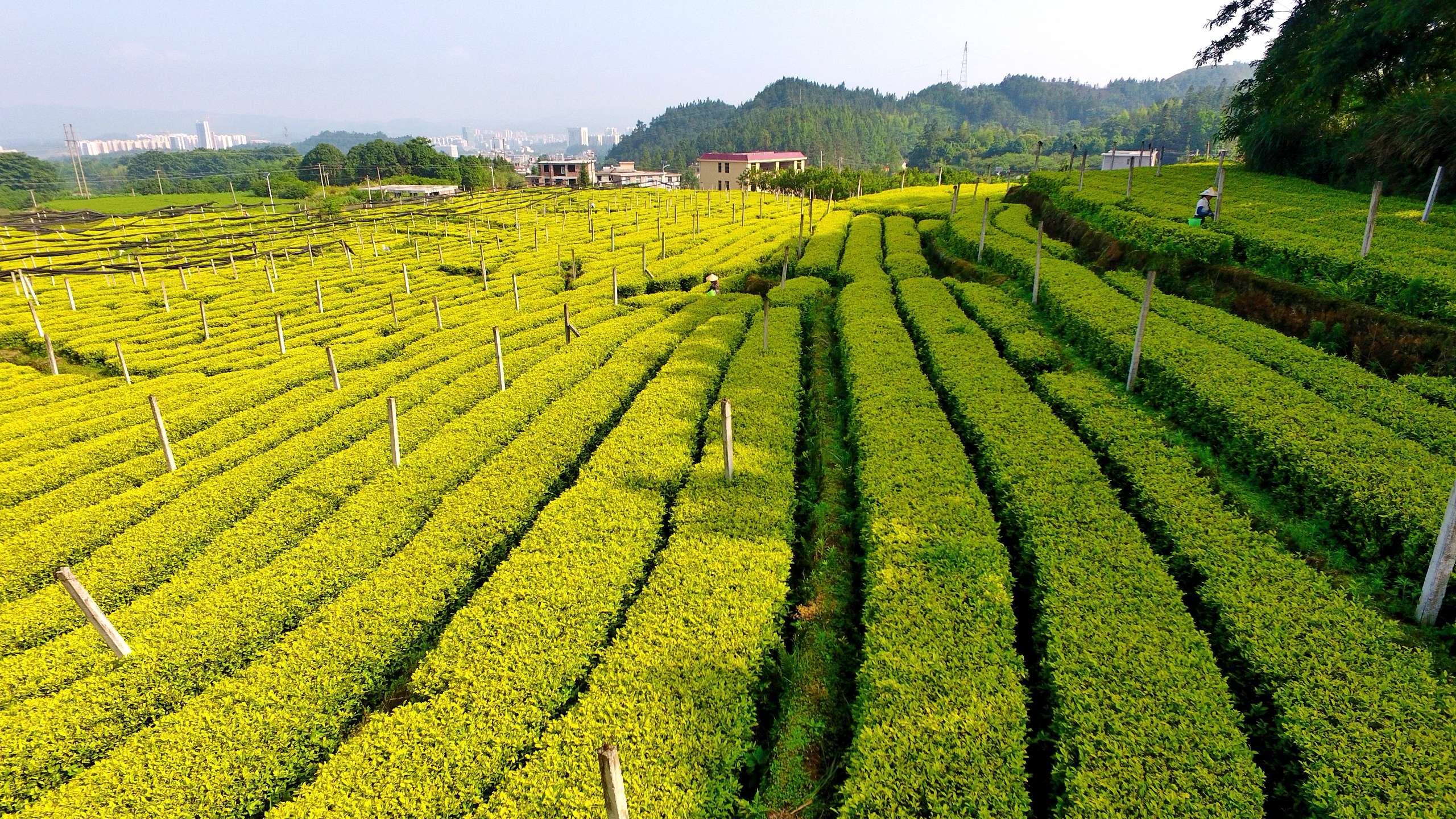 富硒茶的发展现状