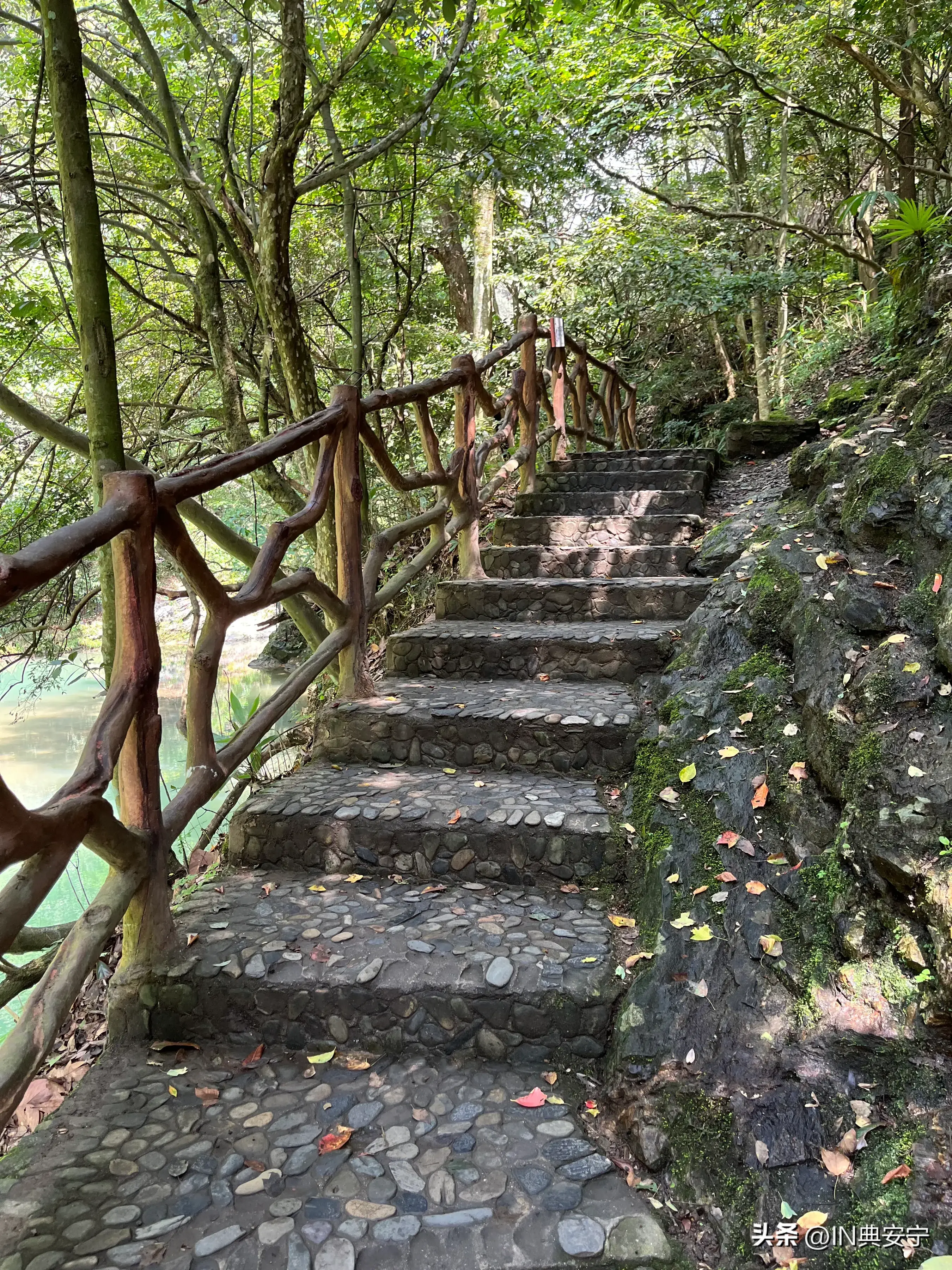 石台仙寓山富硒茶