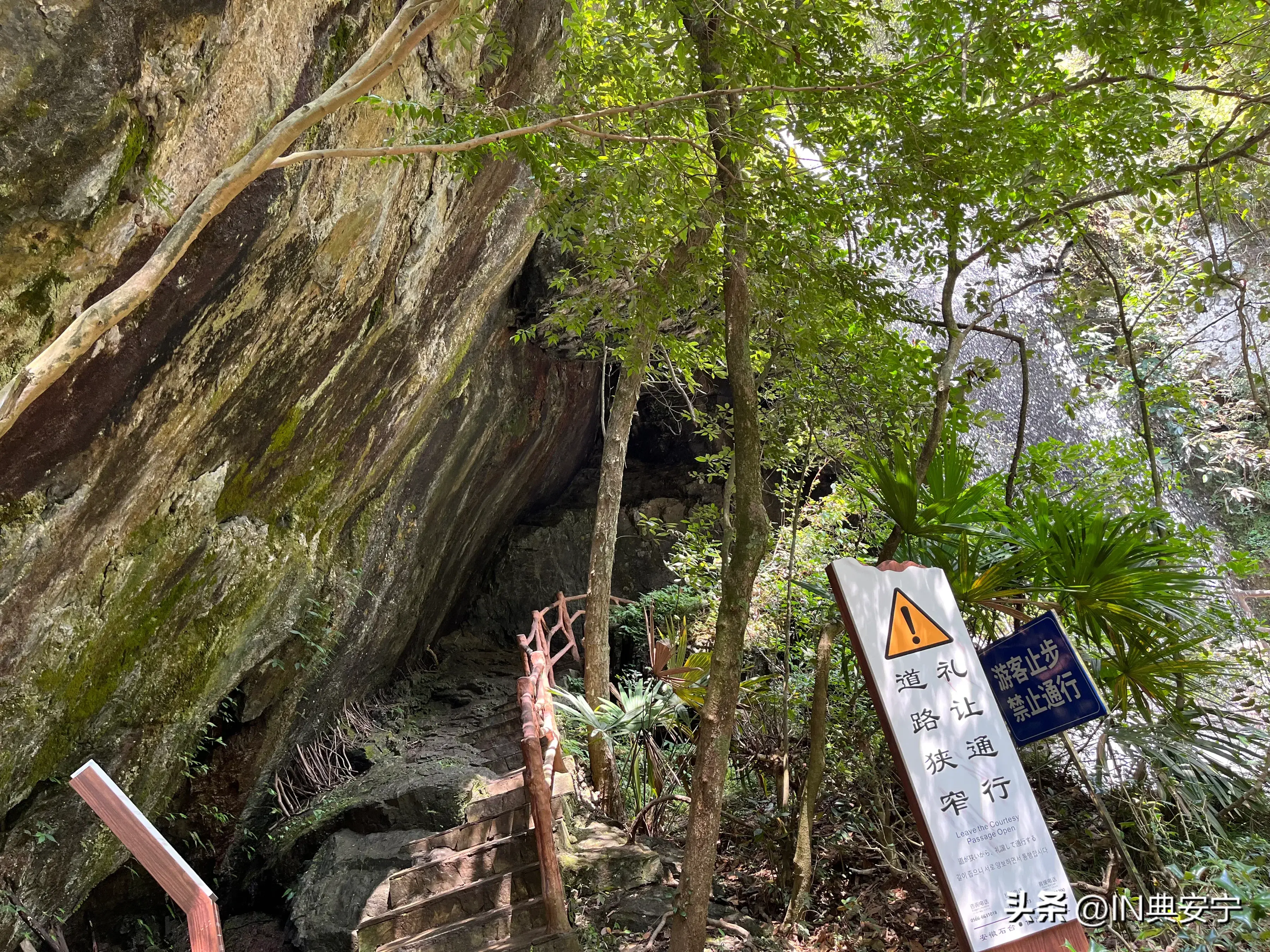 石台仙寓山富硒茶