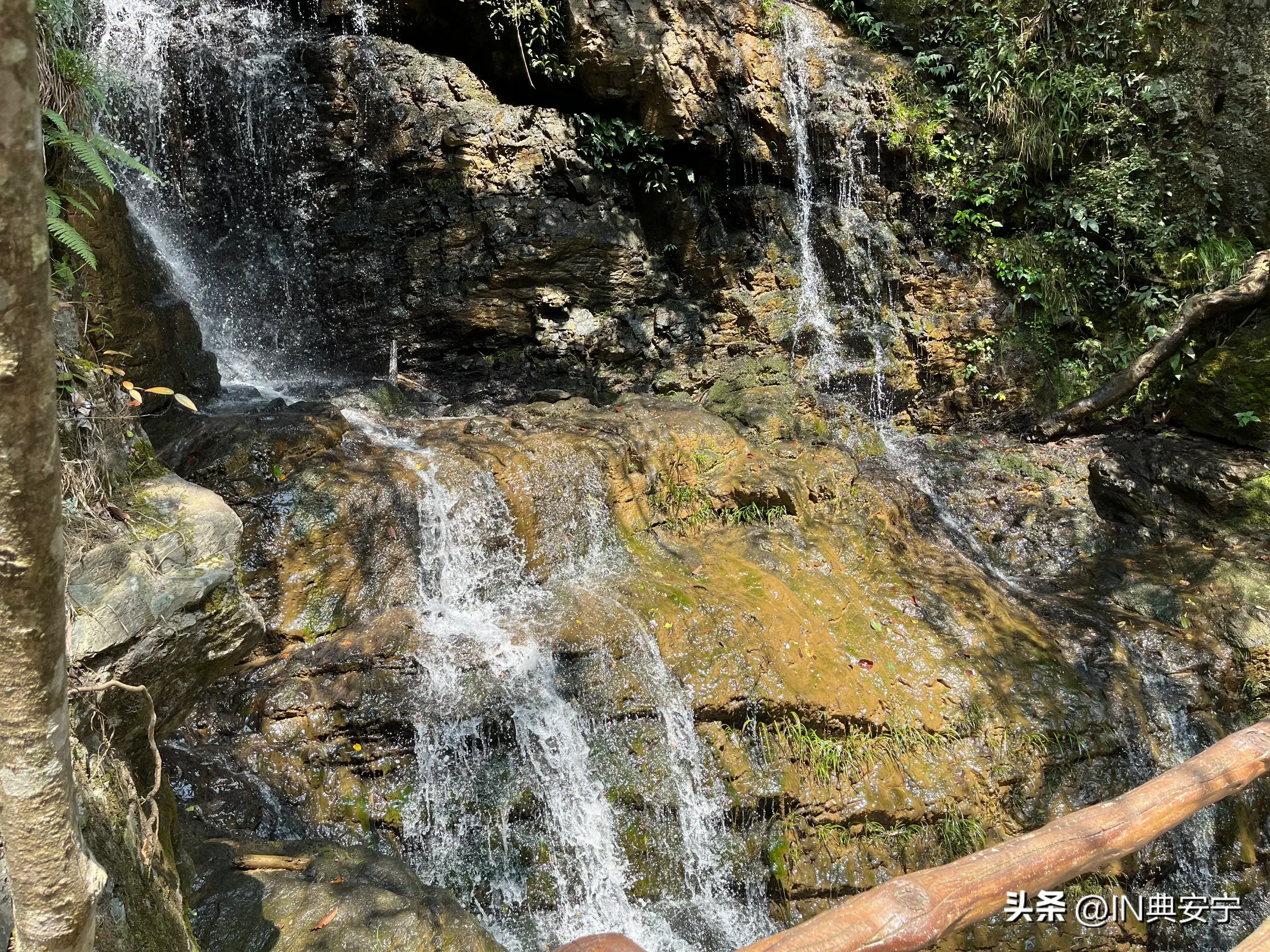 石台仙寓山富硒茶