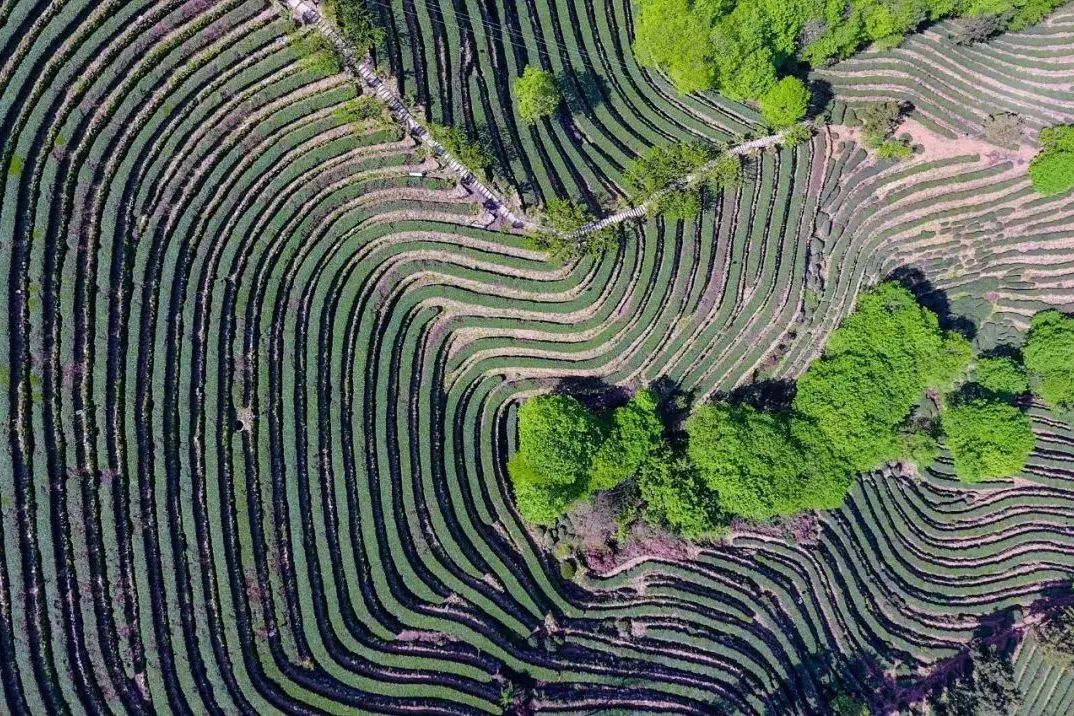 湖北省富硒茶标准