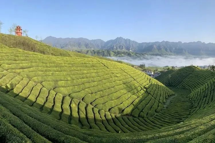 湖北省富硒茶标准