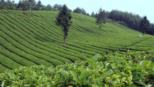 抚州凤岗富硒锌茶