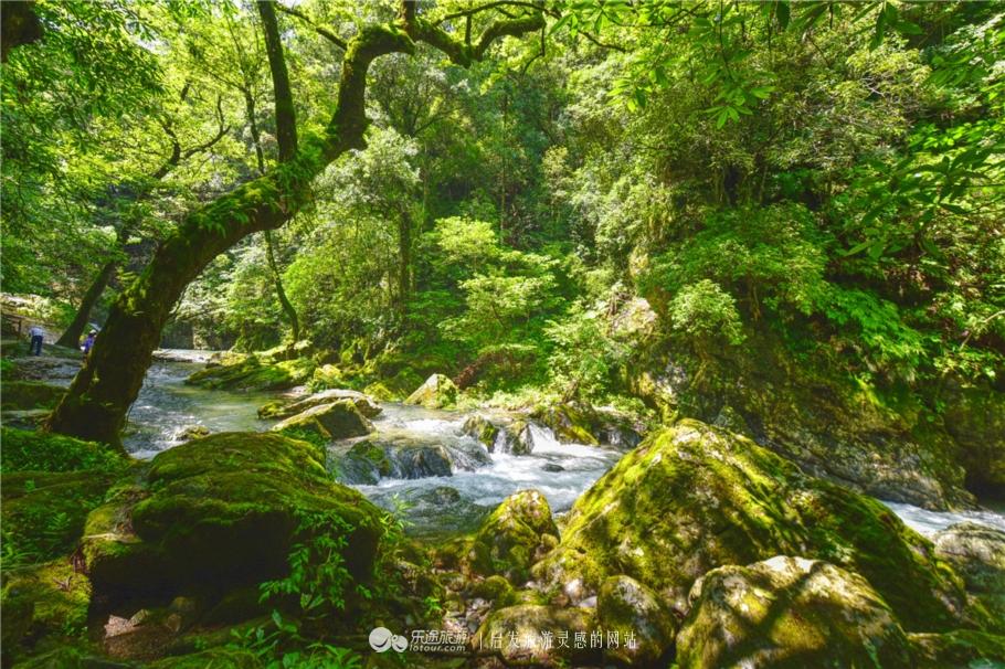 石台仙寓山富硒茶