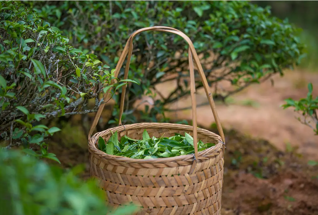 开阳富硒茶黔由由