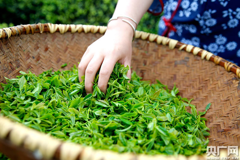 开阳富硒茶黔由由