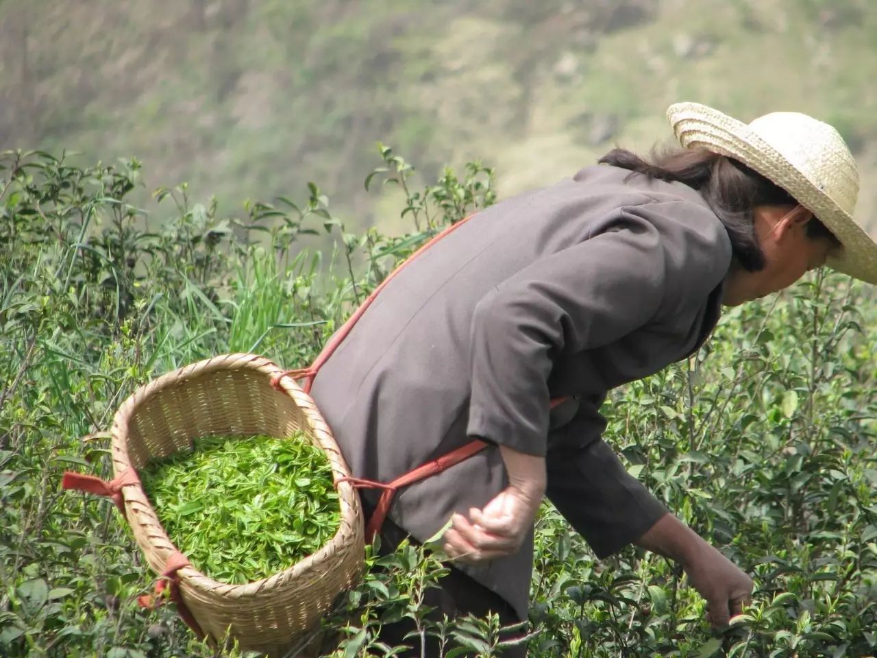 茶农直销网富硒茶