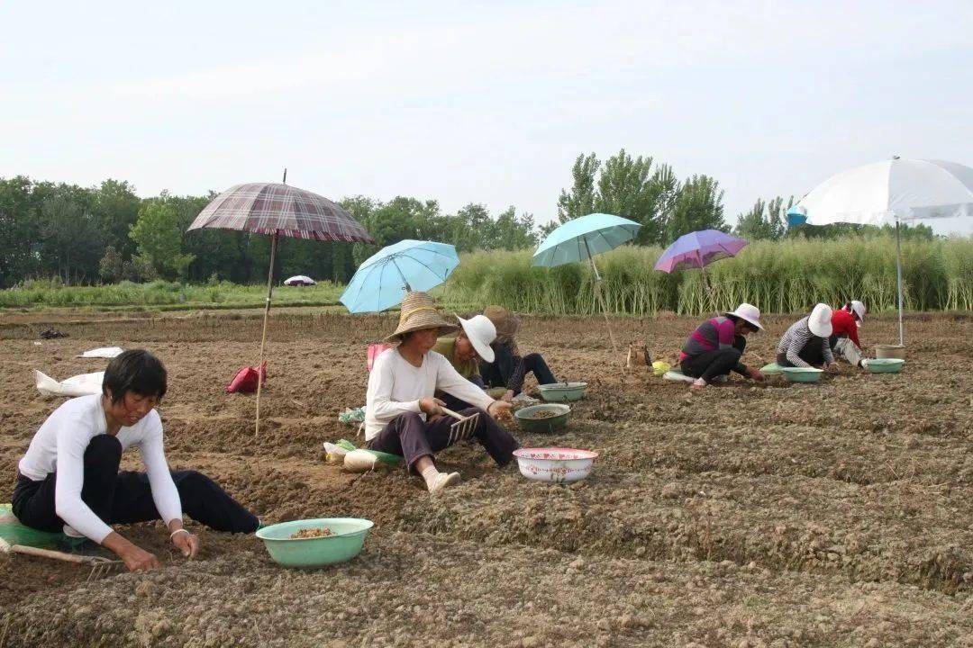 安康市富硒茶蚕丝