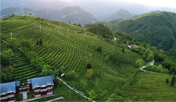 安康市富硒茶蚕丝