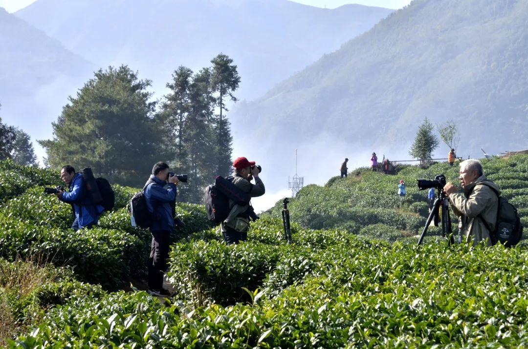 镇巴怡溪春富硒茶