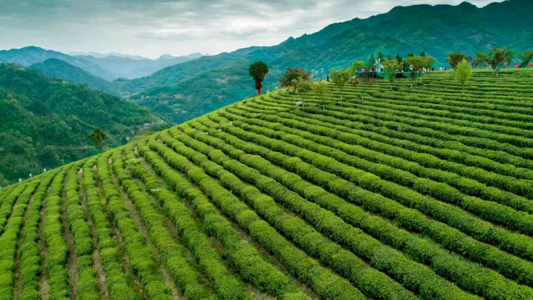 旺园春紫阳富硒茶