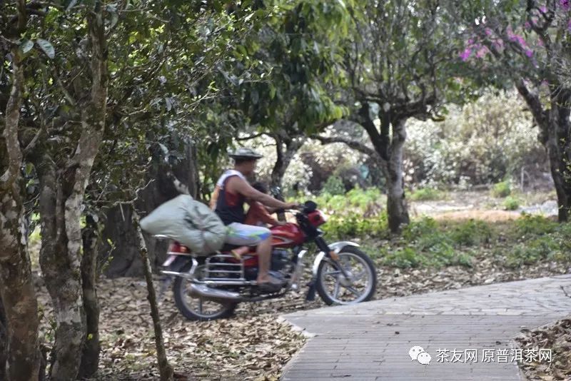 茶农直销网富硒茶