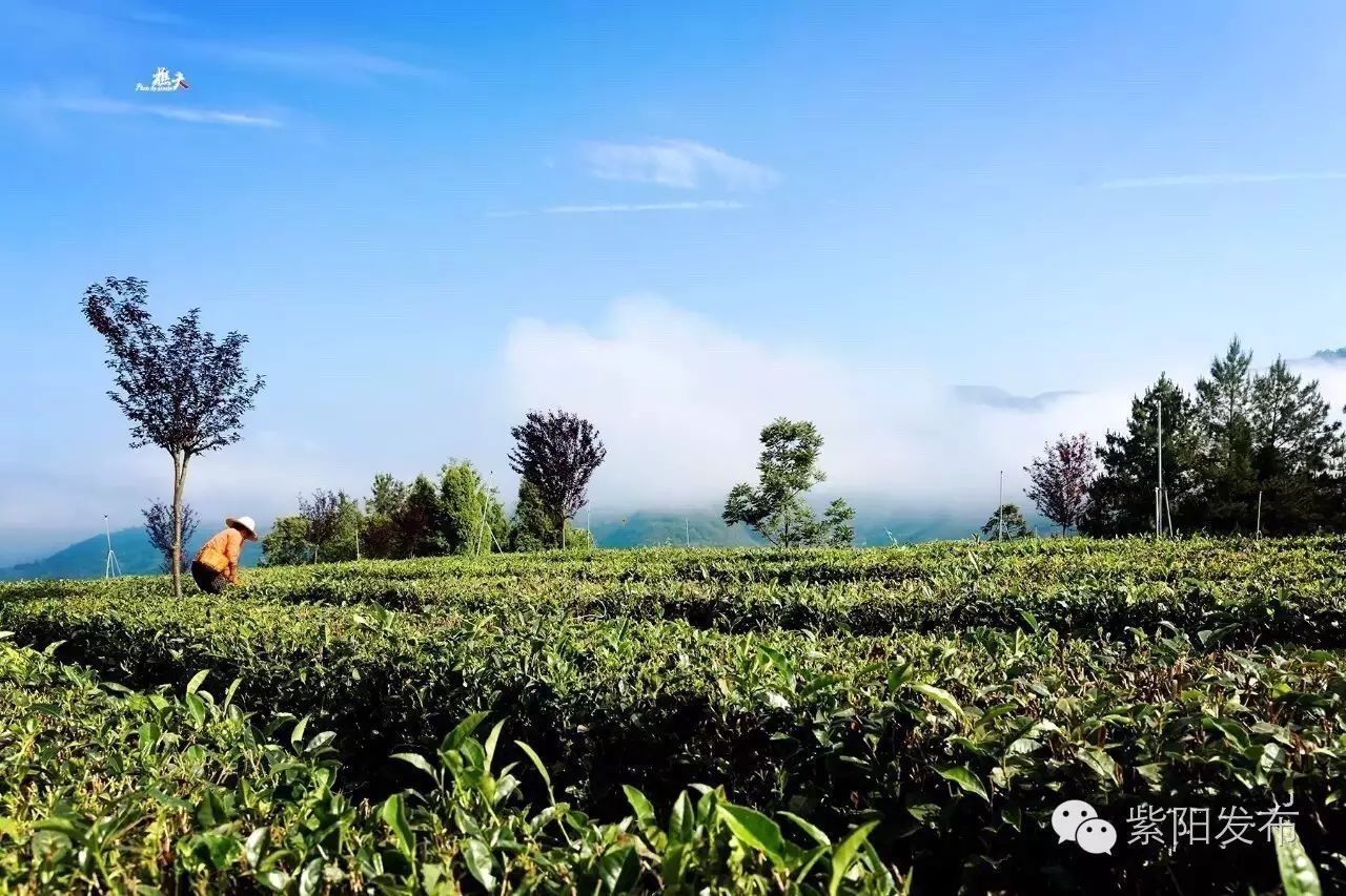 紫阳县富硒茶名牌