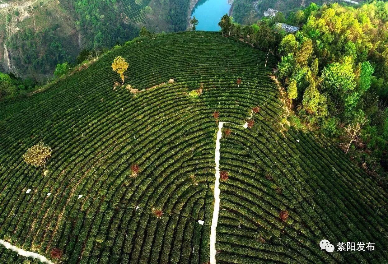 紫阳县富硒茶名牌