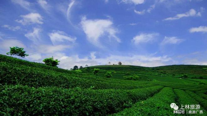 黄山高山茶富硒茶