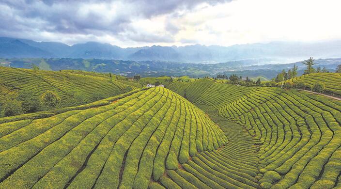 富硒野茶 张家界