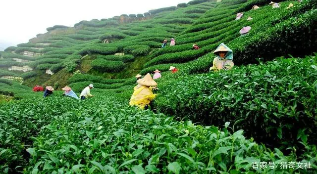 富硒茶姑娘姜国慧