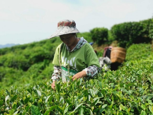 有机富硒茶大红袍