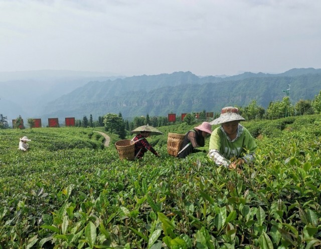 有机富硒茶大红袍