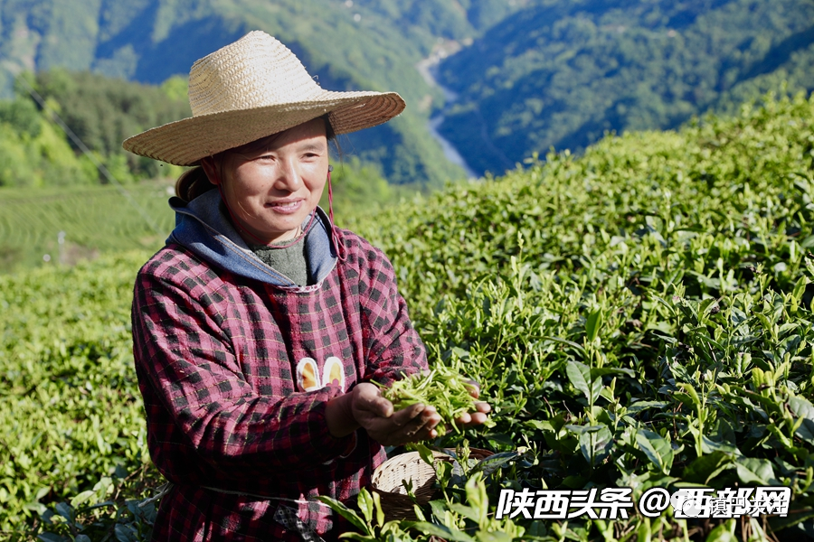 陕西富硒茶多少度