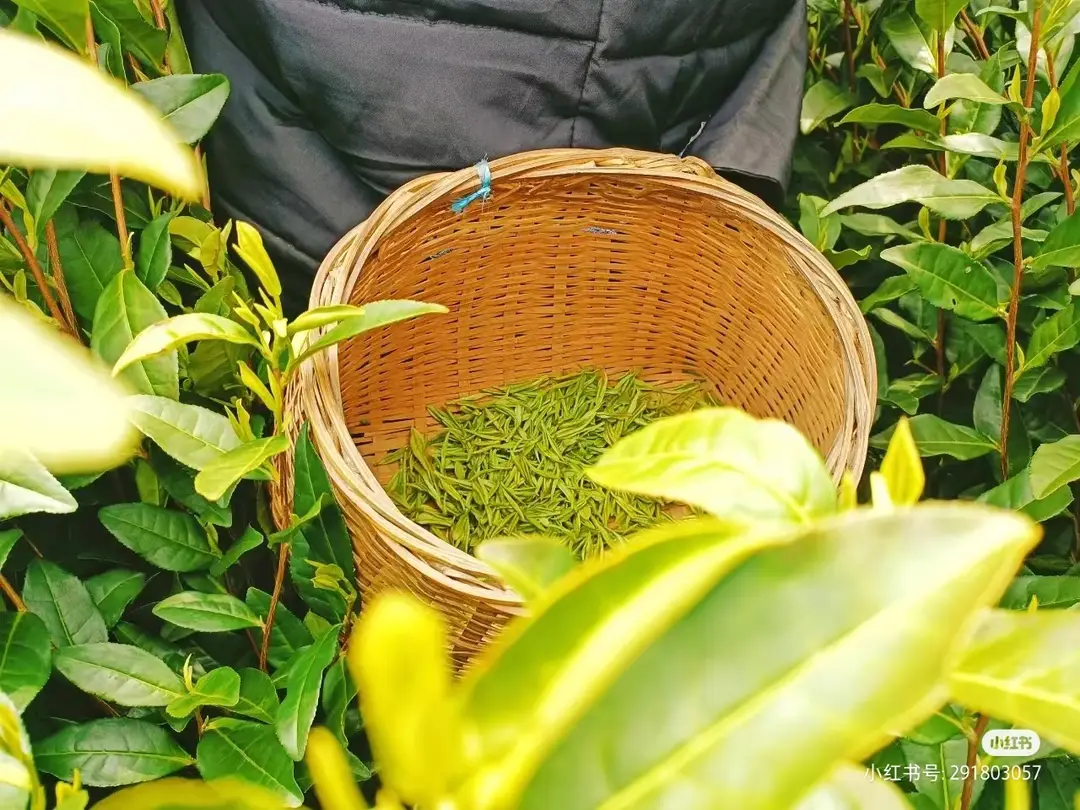 富硒茶的市场经济