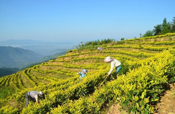 富硒茶的市场经济