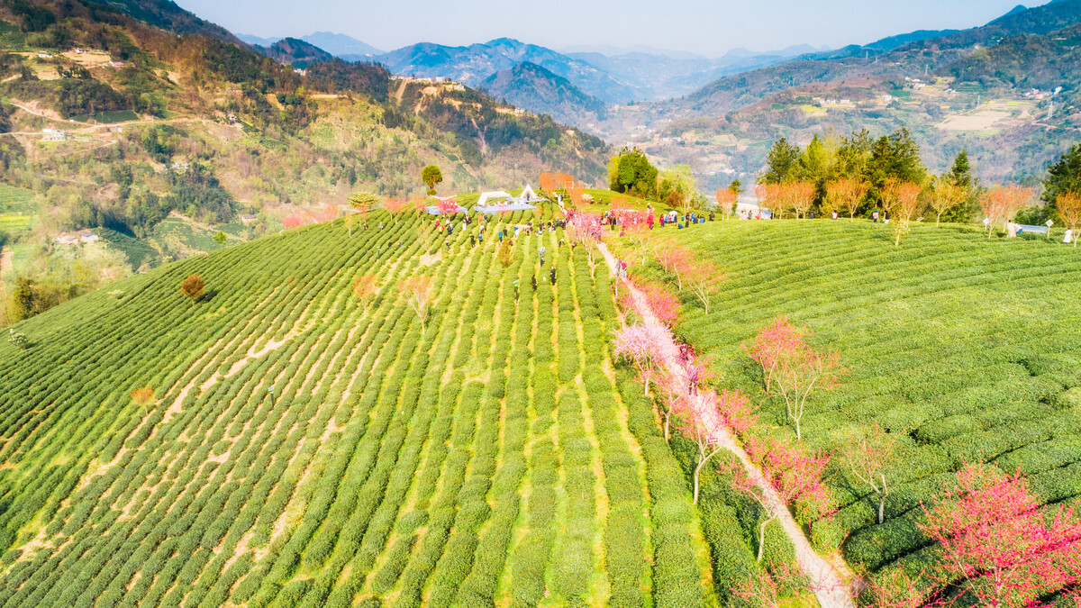 富硒茶的市场经济