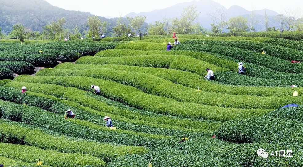 富硒茶含有蛋白质