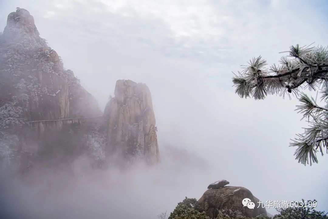 池州仙寓山富硒茶