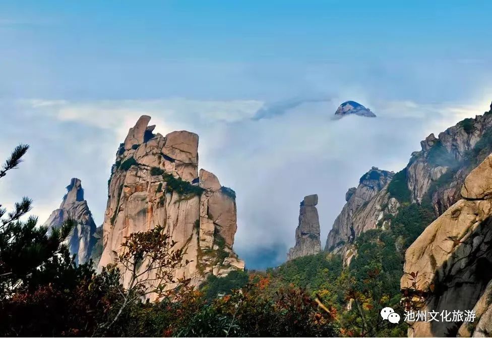 池州仙寓山富硒茶