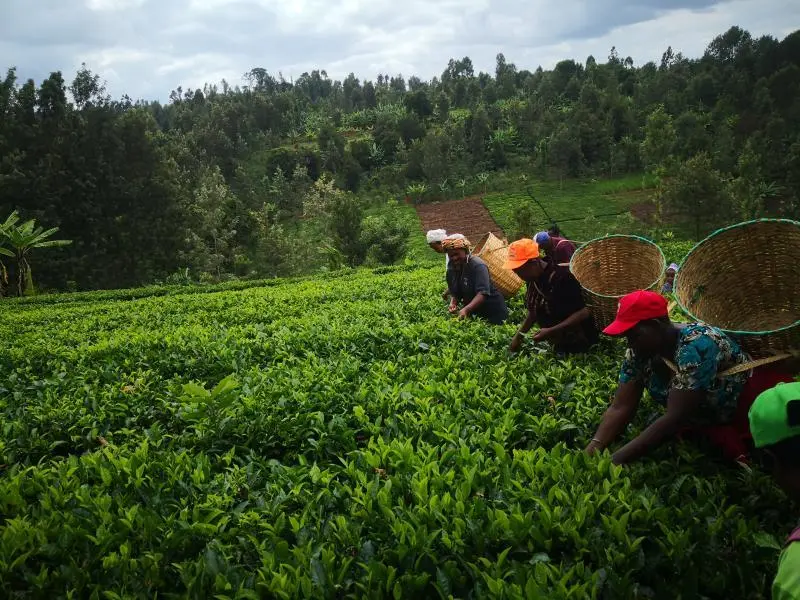 我是富硒茶制茶人